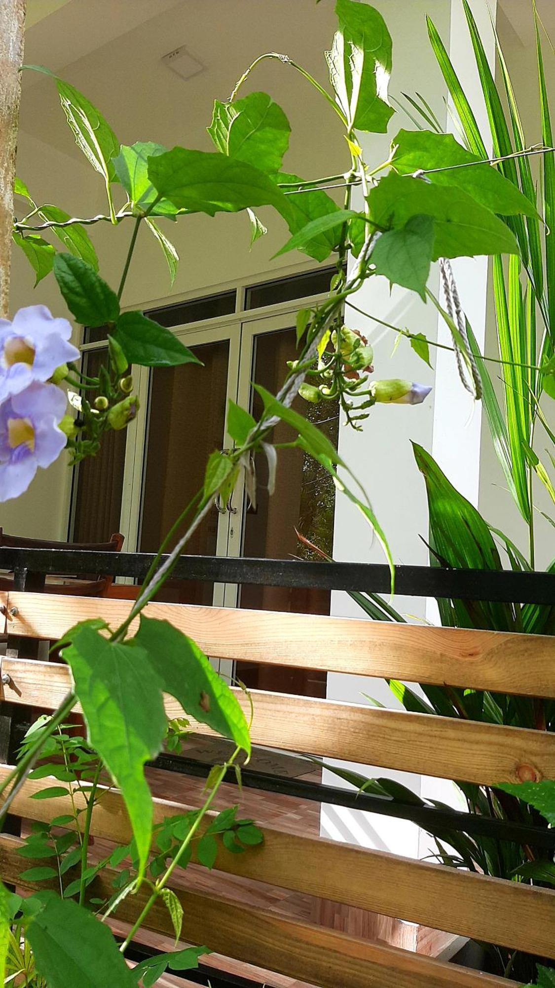 Dhanudi Homestay Ella Exterior foto